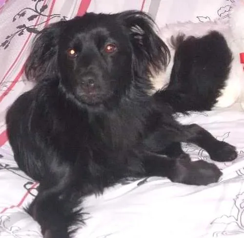 Cachorro ra a srd idade 4 anos nome Betoven