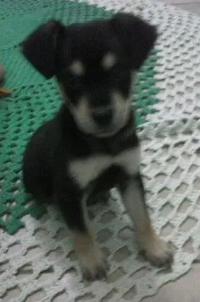 Cachorro ra a  idade 2 a 6 meses nome Sem nome