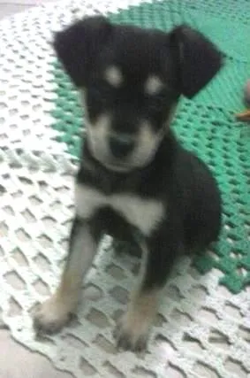 Cachorro ra a  idade 2 a 6 meses nome Sem nome