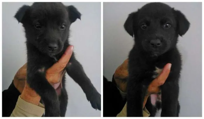 Cachorro ra a Vira-Lata idade 2 a 6 meses nome Gurizinho/Gorduchinho
