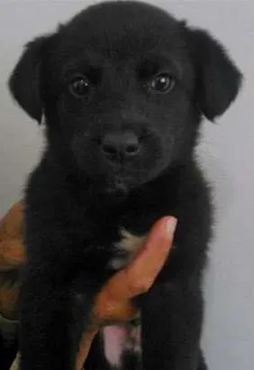 Cachorro ra a Vira-Lata idade 2 a 6 meses nome Gurizinho/Gorduchinho