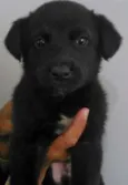 Gurizinho/Gorduchinho