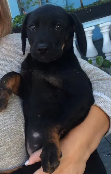 Cachorro ra a Rotwailer idade 2 a 6 meses nome Márcio Vitor