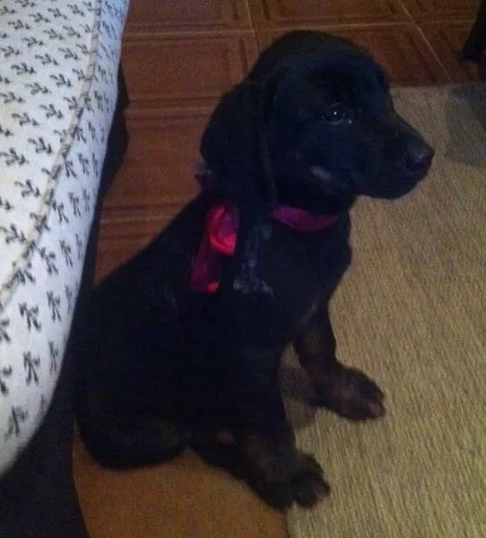 Cachorro ra a Rotwailer idade 2 a 6 meses nome Márcio Vitor