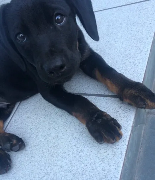 Cachorro ra a Rotwailer idade 2 a 6 meses nome Márcio Vitor