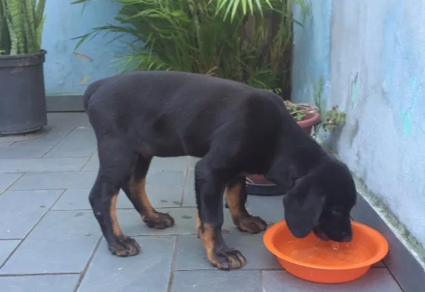 Cachorro ra a Rotwailer idade 2 a 6 meses nome Márcio Vitor
