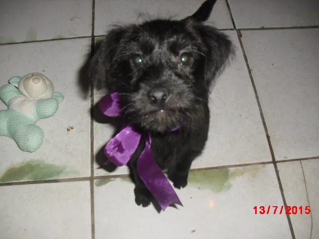 Cachorro ra a SRD idade 2 a 6 meses nome CIDINHA