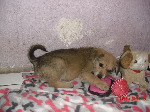 Cachorro ra a SRD idade 2 a 6 meses nome ROMEU