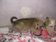 ROMEU