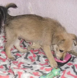 Cachorro ra a SRD idade 2 a 6 meses nome ROMEU