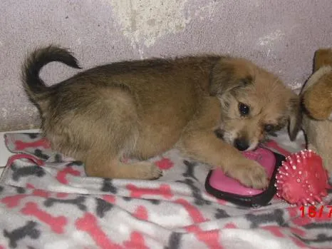 Cachorro ra a SRD idade 2 a 6 meses nome ROMEU