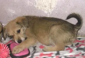 Cachorro raça SRD idade 2 a 6 meses nome ROMEU