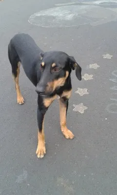 Cachorro ra a Viralatas idade 1 ano nome Pretinho
