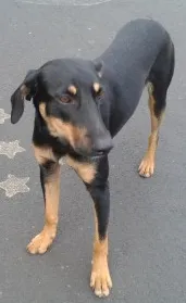 Cachorro ra a Viralatas idade 1 ano nome Pretinho