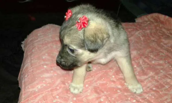 Cachorro ra a srd idade 2 a 6 meses nome bebe pm1
