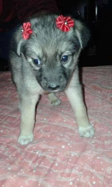 Cachorro ra a srd idade 2 a 6 meses nome bebe pm1