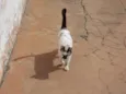 Manchadinha