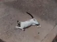 Manchadinha