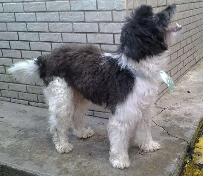 Cachorro ra a SRD idade 2 anos nome Jeik