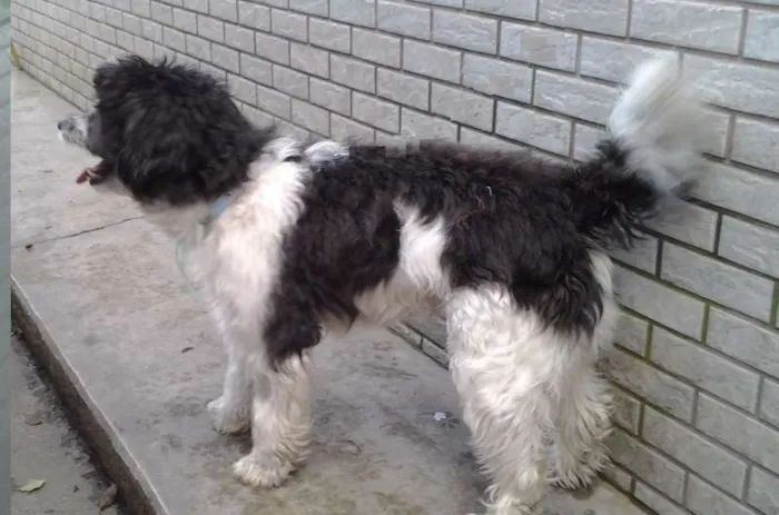 Cachorro ra a SRD idade 2 anos nome Jeik