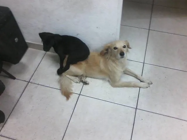 Cachorro ra a SRD idade 5 anos nome MEL GRATIFICA