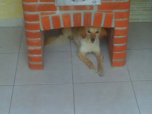 Cachorro ra a SRD idade 5 anos nome MEL GRATIFICA
