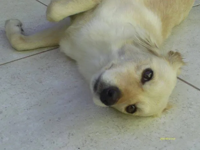 Cachorro ra a SRD idade 5 anos nome MEL GRATIFICA
