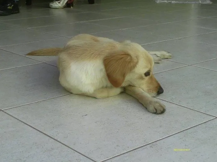 Cachorro ra a SRD idade 5 anos nome MEL GRATIFICA