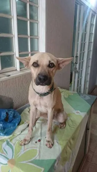 Cachorro ra a SRD idade 1 ano nome Mike
