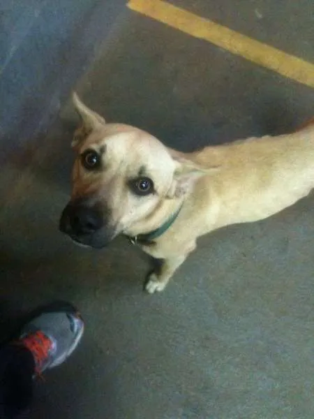Cachorro ra a SRD idade 1 ano nome Mike