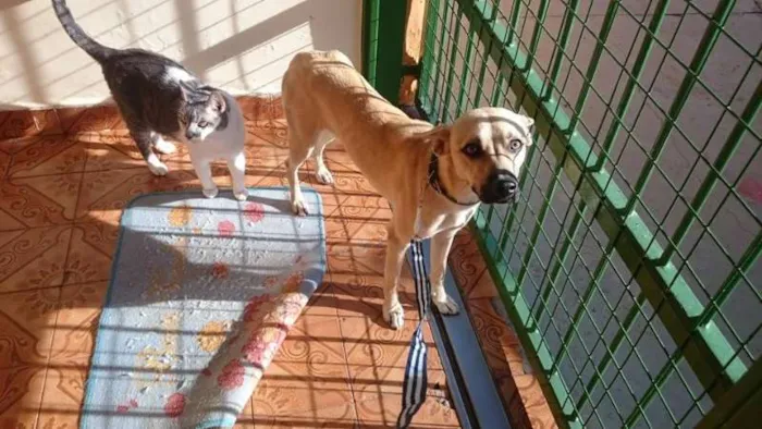 Cachorro ra a SRD idade 1 ano nome Mike
