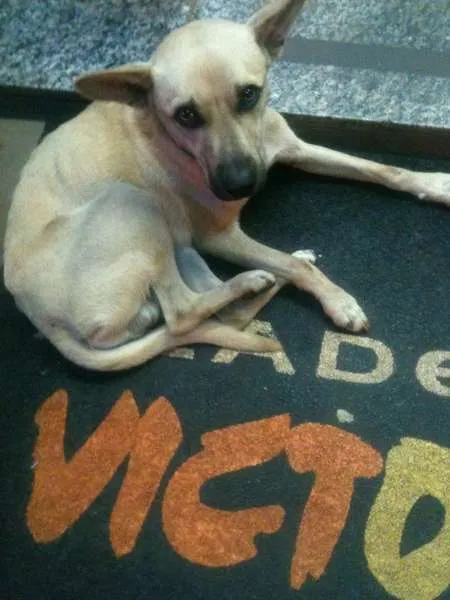 Cachorro ra a SRD idade 1 ano nome Mike