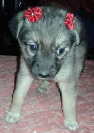 Cachorro raça srd idade 2 a 6 meses nome bebe pm1
