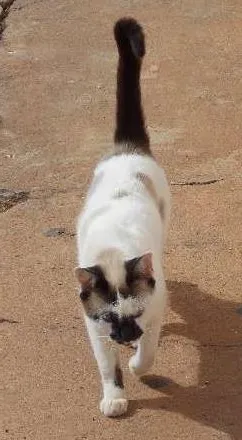 Gato raça Siamês idade 2 a 6 meses nome Manchadinha