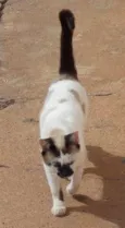 Manchadinha
