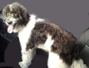 Cachorro raça SRD idade 2 anos nome Jeik
