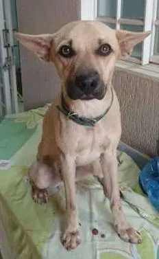 Cachorro ra a SRD idade 1 ano nome Mike