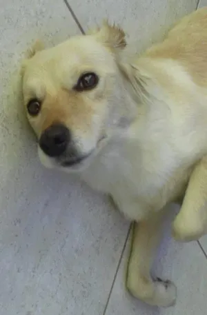 Cachorro raça SRD idade 5 anos nome MEL GRATIFICA