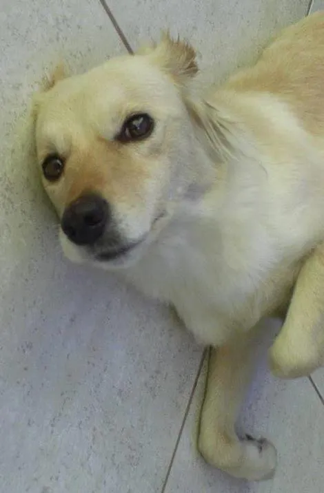 Cachorro ra a SRD idade 5 anos nome MEL GRATIFICA