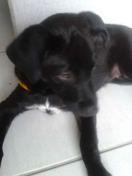 Cachorro ra a srd idade 2 a 6 meses nome bolinha
