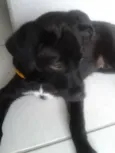 bolinha