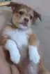 Cachorro raça Vira-lata misturado idade 2 a 6 meses nome Milli