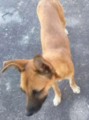 Cachorro raça Srd idade 2 a 6 meses nome Pretinha