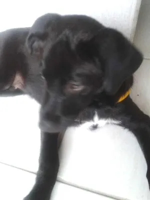 Cachorro raça srd idade 2 a 6 meses nome bolinha
