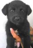 Gurizinho/Gorduchinho