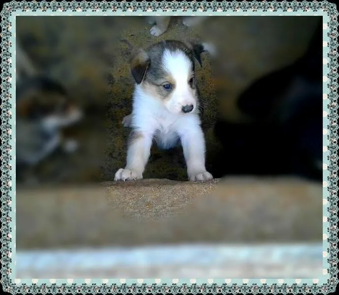 Cachorro ra a vira lata idade Abaixo de 2 meses nome Filhotes para adoção
