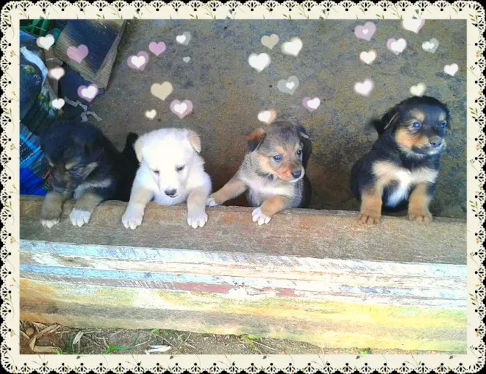 Cachorro ra a vira lata idade Abaixo de 2 meses nome Filhotes para adoção