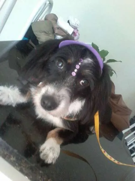 Cachorro ra a SRD idade 5 anos nome Magali
