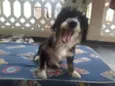 Magali