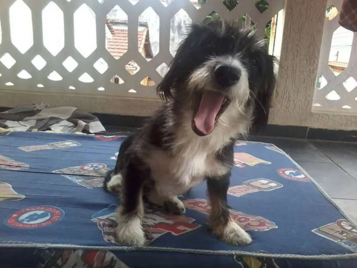 Cachorro ra a SRD idade 5 anos nome Magali